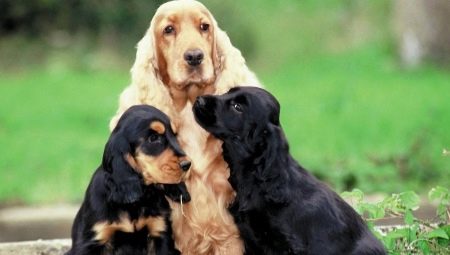 All about spaniels