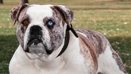 All about Alapach purebred bulldogs