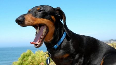 Dachshund teeth: when they change in a puppy and how to care for them?