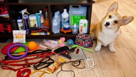 Dog accessories: a variety of species and rules of choice