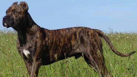 Alan dog: how the breed looks like, description of its character and nuances of the content