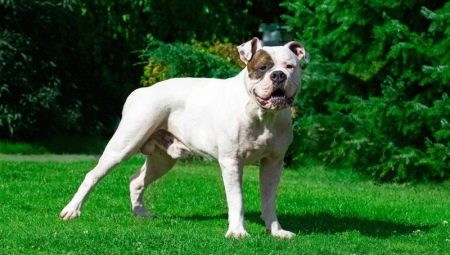 Amerikai bulldog: fajta leírás, természet és tartalom