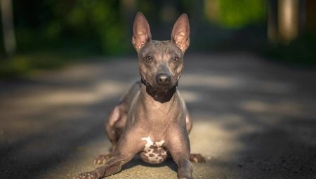 American Hairless Terrier: features, content and feeding