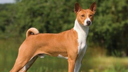 Basenji: description of the breed, the rules of maintenance and education