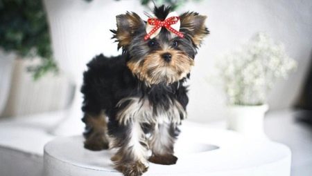 Baby Face at Yorkshire Terriers