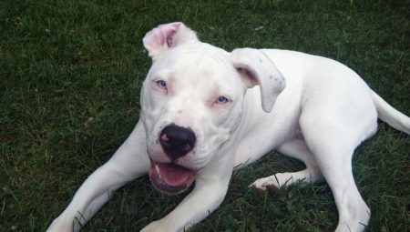 White pit bulls: description and content