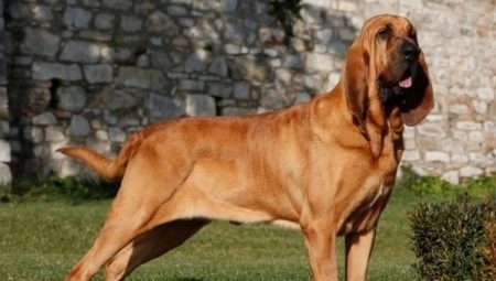 Bloodhounds: description, feeding and care