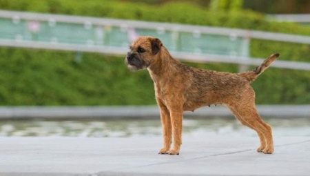 Border Terrier: breed description, education and maintenance