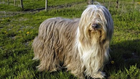 Bearded Collie: breed features, feeding and care