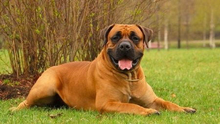 Boerboel: features of the breed and the rules of its content