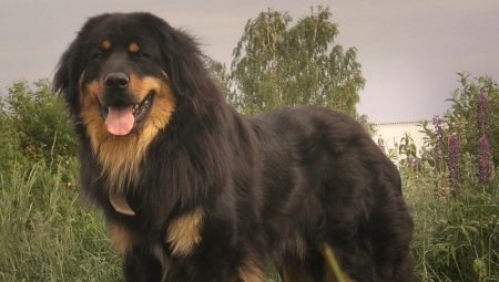 Buryat-Mongol wolfhounds: history of the breed, temperament, choice of names, the basics of care