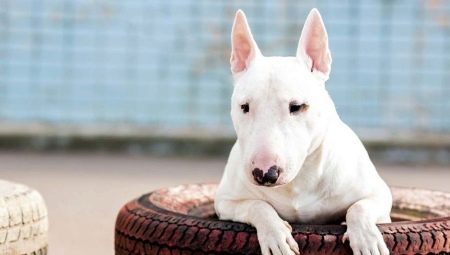 What is dangerous bull terrier?