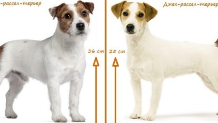 What is the difference between a Parson Russell Terrier and Jack Russell Terrier?