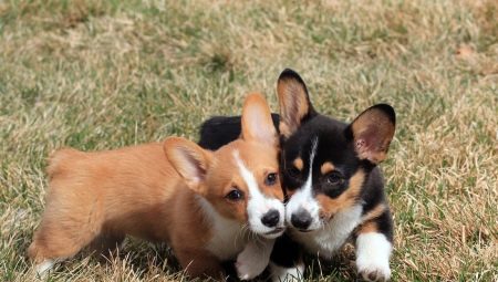 What is the difference between the welsh corgi cardigan and the welsh corgi pembroke?