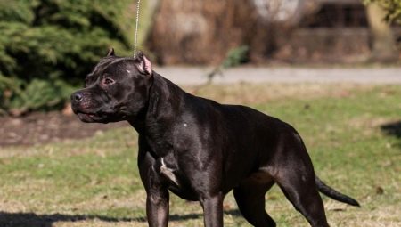 Black Pitbull: description and nuances of the content