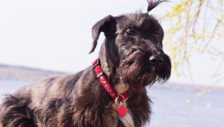 Czech Terrier: breed features, character, haircuts and content