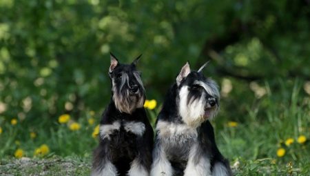 Miniatűr Schnauzer: fajta leírása, előnyei és hátrányai, természet és tartalom