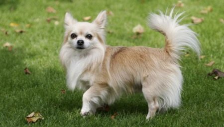 Decorative dogs: breed description and content