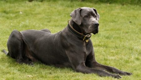 Great Dane: types and recommendations for keeping dogs