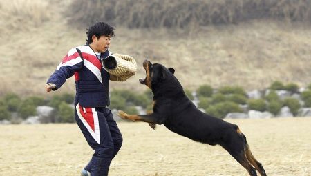 Rottweiler training at home