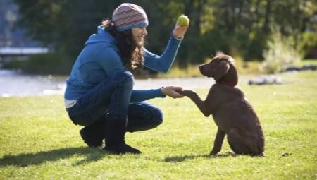 Training puppies and adult dogs: features and basic commands