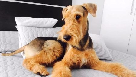 Airedale Terrier: leírás, tartalom és népszerű becenevek