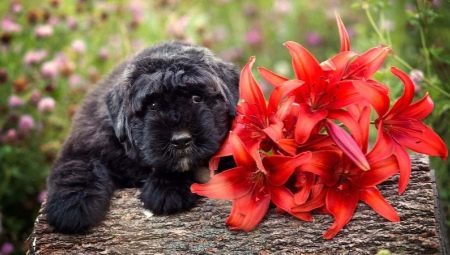 Bouvier of Flanders: Dog Breed Description, Temperament and Care