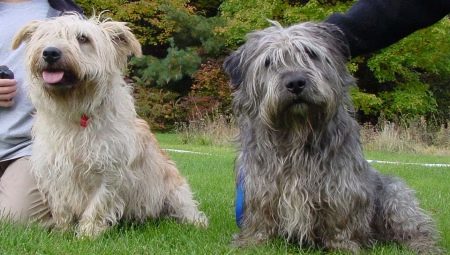 Glen of Imaal Terrier: description of the Irish breed and care for dogs