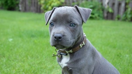 Blue Staffordshire Terrier: how it looks and how to care for it?