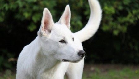 Canaan Dog: breed description and content tips