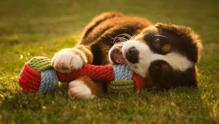 Dog toys: types and choices