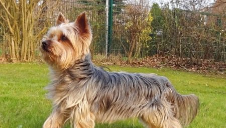 A Yorkshire Terrier fajta eredetének története