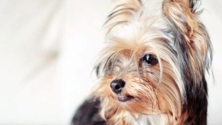 Yorkshire terrier: tenyésztési szabvány, karakter, fajták és tartalom