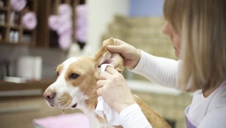 How to clean the ears of a dog at home?