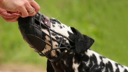 How to teach a dog to a muzzle?