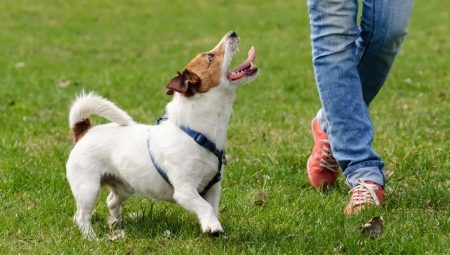 How to teach a dog to the street?