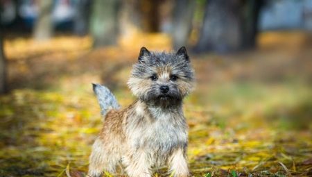 Cairn Terrier: Characteristics of the breed, the content and choice of nicknames