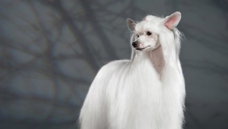 Chinese Crested Downy Dog: All About Breed