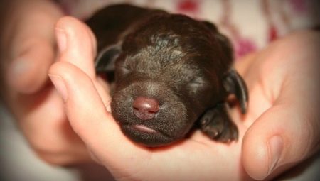 When do puppies open their eyes and what does it depend on?