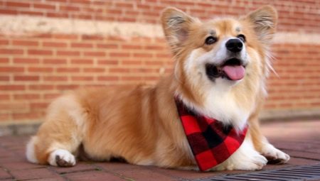 Corgi Flaffy: Gene Features and Puppy Content