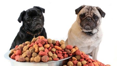 Feed for pugs: types and features of choice