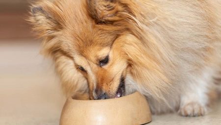 Dog food: classification and selection criteria