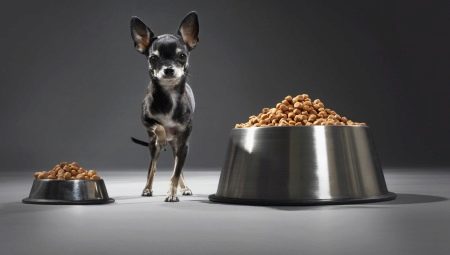 Food for a toy terrier: what are and how to choose?