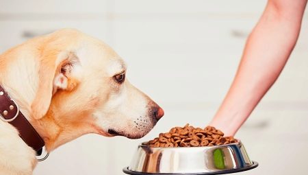 Holistic-class dog food: composition, types and selection criteria