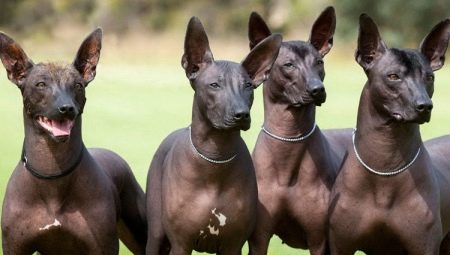 Xoloitzcuintle: breed species, how to contain it?