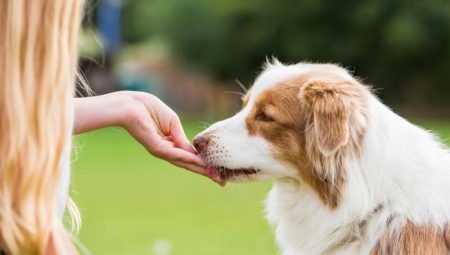 Treats for dogs: species, the best manufacturers and features of choice