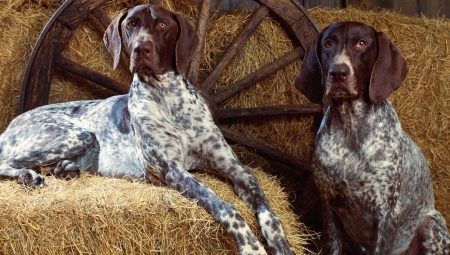 Pointing dogs: species description and secrets of content