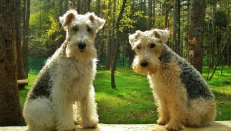 Lakeland Terrier: breed description and breeding