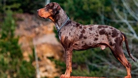 Leopard catahula dog: description, advantages and disadvantages, temperament, care rules