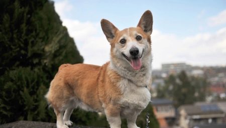 Metisy corgi: description and content